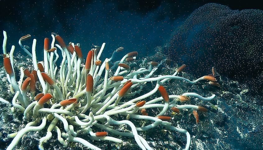 Giant tube worms (Riftia pachyptila) clustered around a deep-sea hydrothermal vent in the Mariana Trench