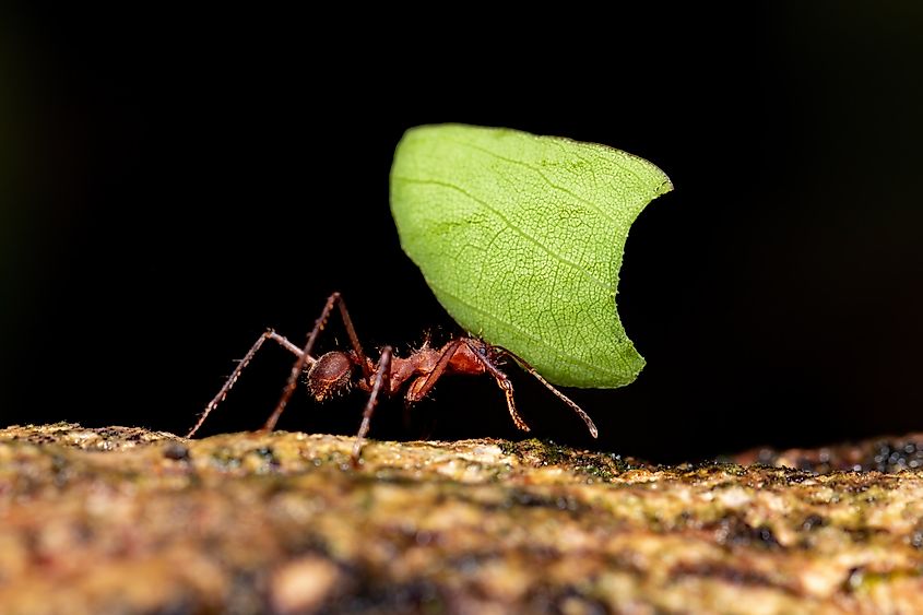 Leafcutter ant carrying a leaf much larger than itself.