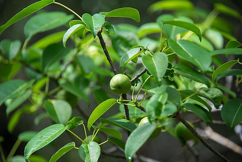 The fruit of the Manchineel Tree