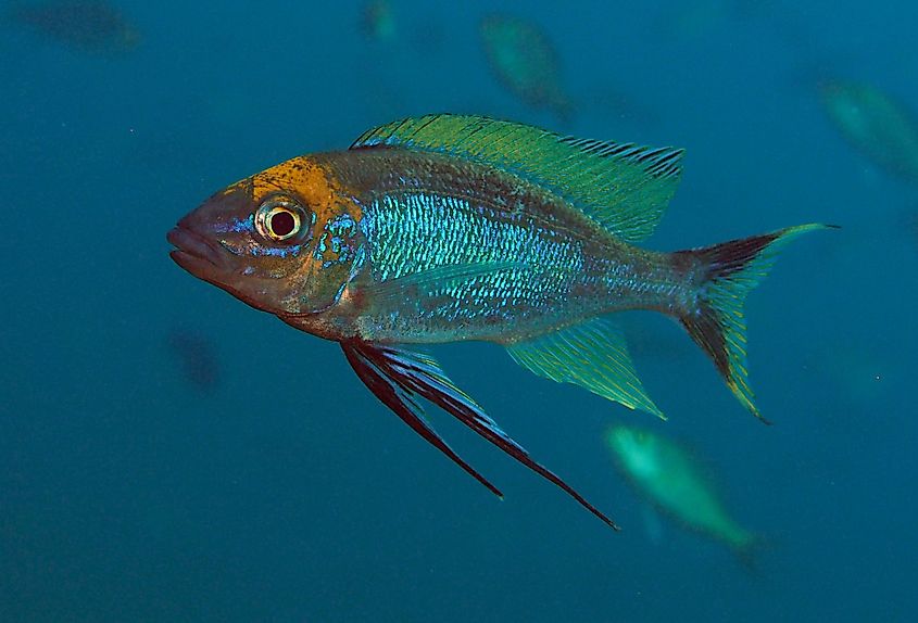 A feather fin cichlid, Cyathopharynx furcifer, in Lake Tanganyika.