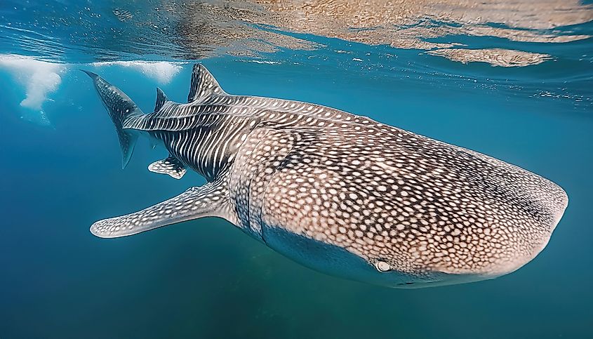 Whale shark - Rhincodon typus - is a slow moving, filter feeding carpet shark.
