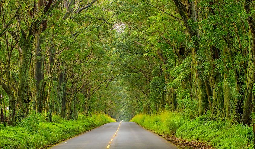 The Tree Tunnel, a beautiful canopy of Eucalyptus trees line Maliuhi Road and shades the first mile of highway 520 and creates a natural gateway to Kauai's South shore