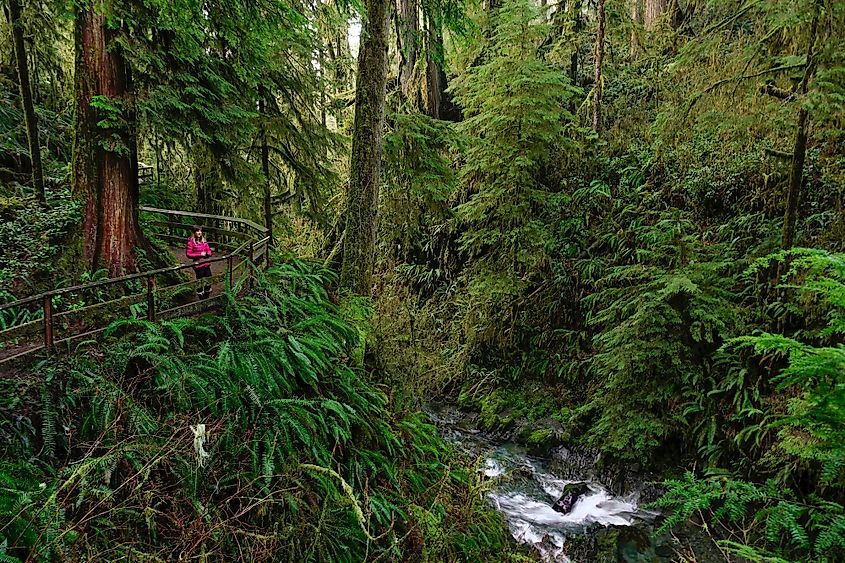 Hoh Rainforest