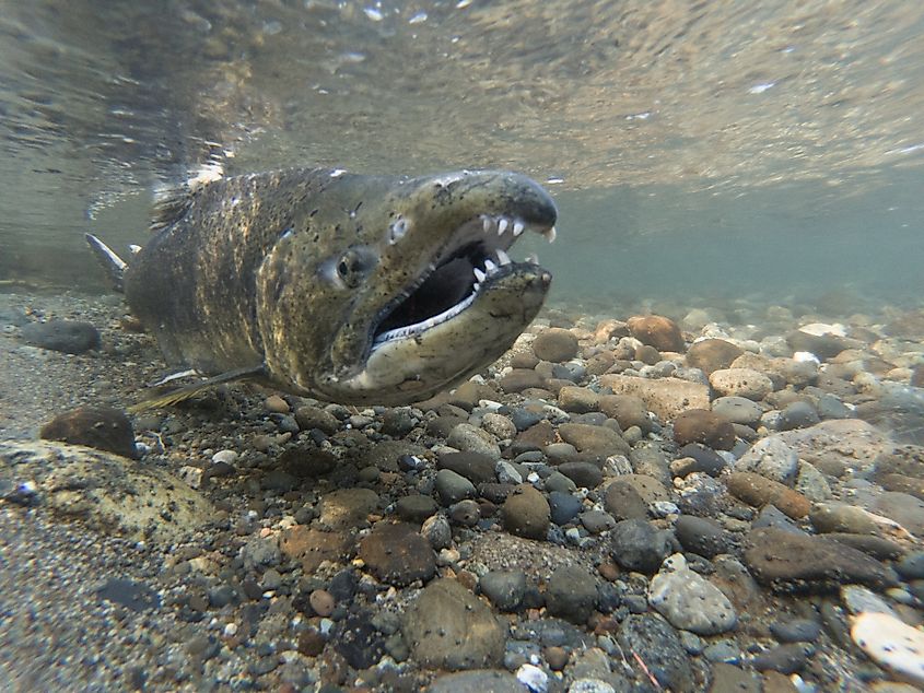 A Chinook Salmon On His Spawning Bed