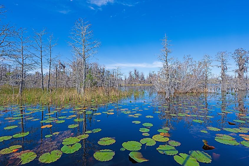 Cypress Trees Growing in the Lily Pads in the Okefenokee National Wildlife Refuge in Georgia. Credit: Wildnerdpix/ Shutterstock.com