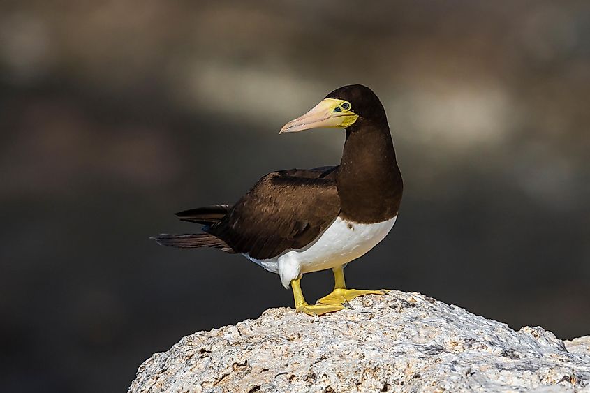 A brown booby bird