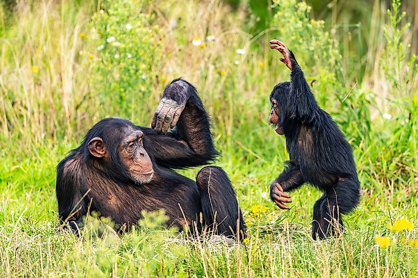 A mother and baby chimpanzee at play.