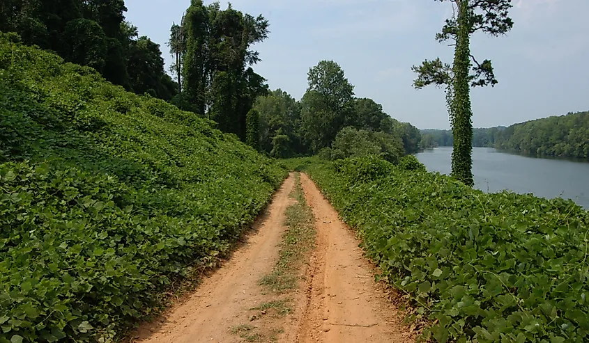 Dirt path along the Catawba River in western North Carolina with green trees and bushes on either side