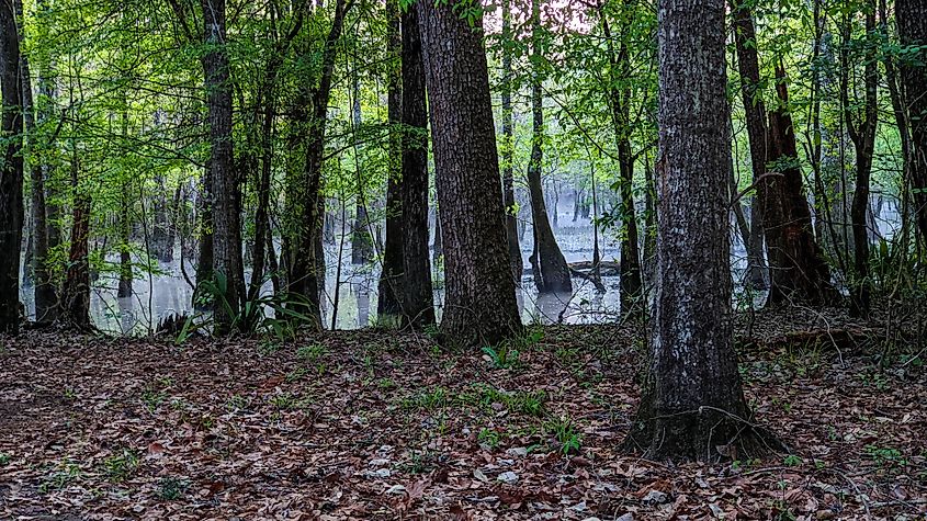 Tickfaw State Park in Louisiana