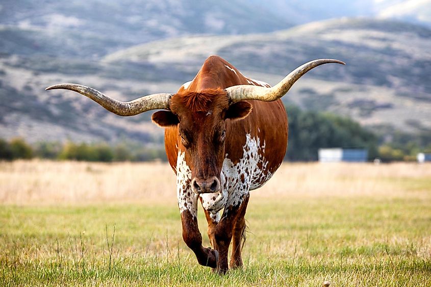 The famous Texas longhorn.