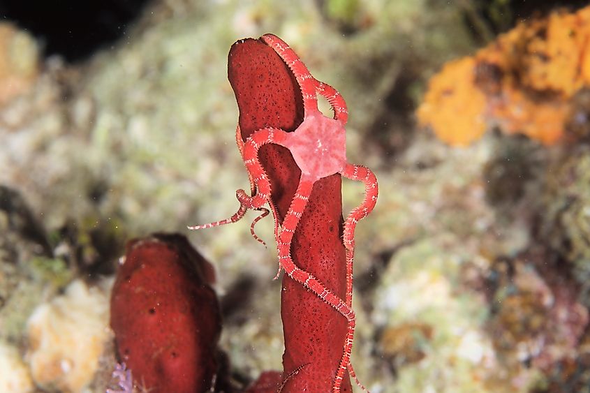 Ruby Brittle Star in Turks and Caicos.
