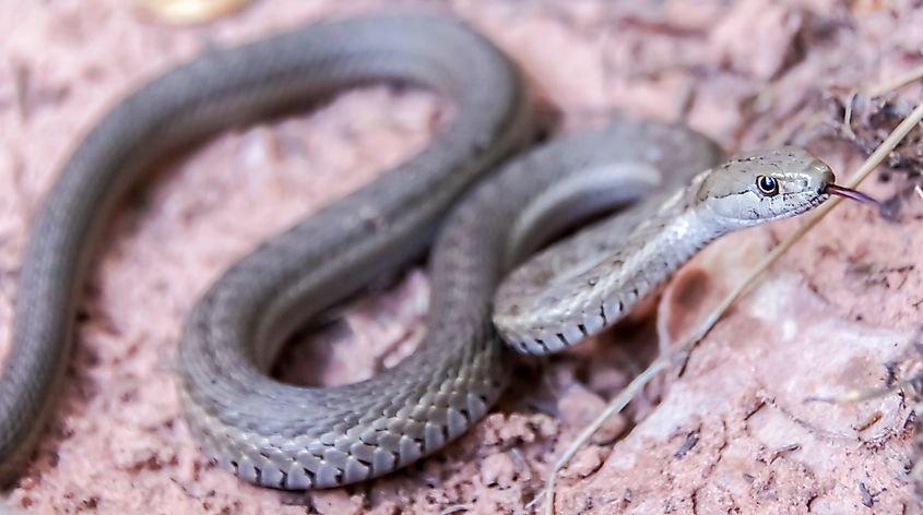 A western terrestrial garter snake.