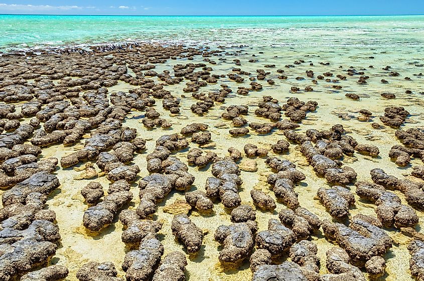 Stromatolites in shark bay