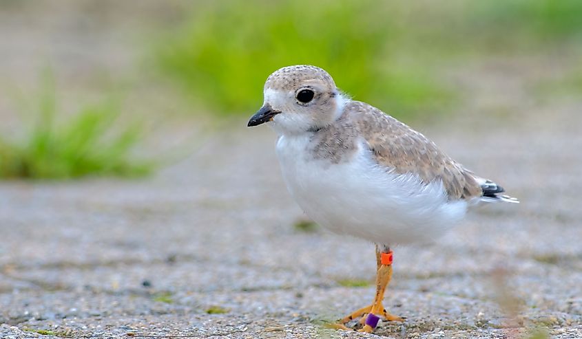An endangered Piping Plover chick on the shores in Ohio
