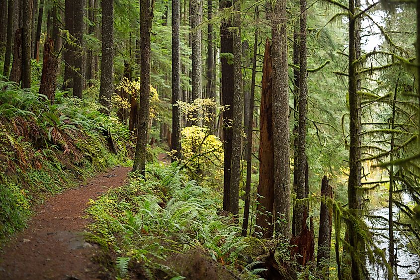 Kentucky falls trail in the Siuslaw National Forest of Oregon.