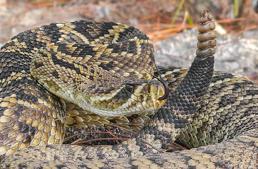 An eastern diamondback rattlesnake in Florida