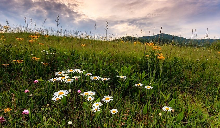Meadow with wild flowers in Cades Cove, Great Smoky Mountains national park with sunset sky