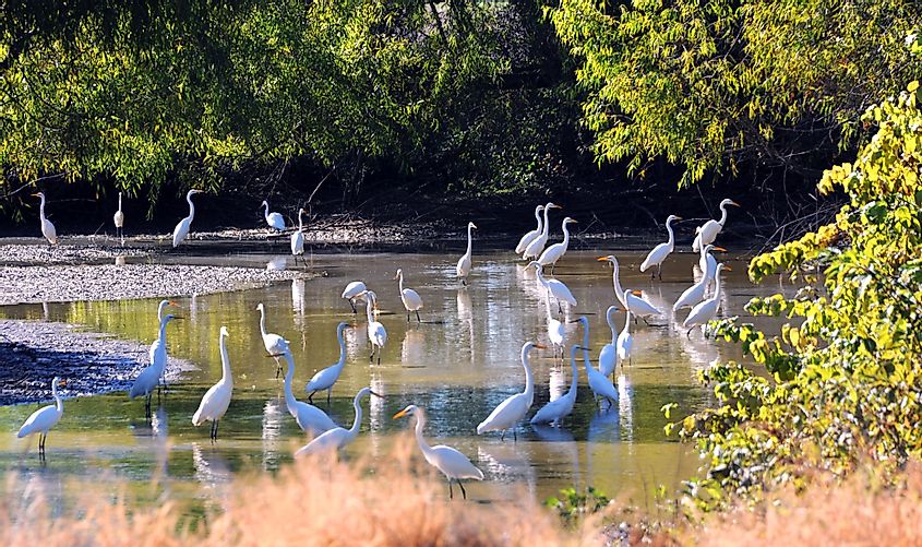 A group of white herons in the Arkansas Delta.