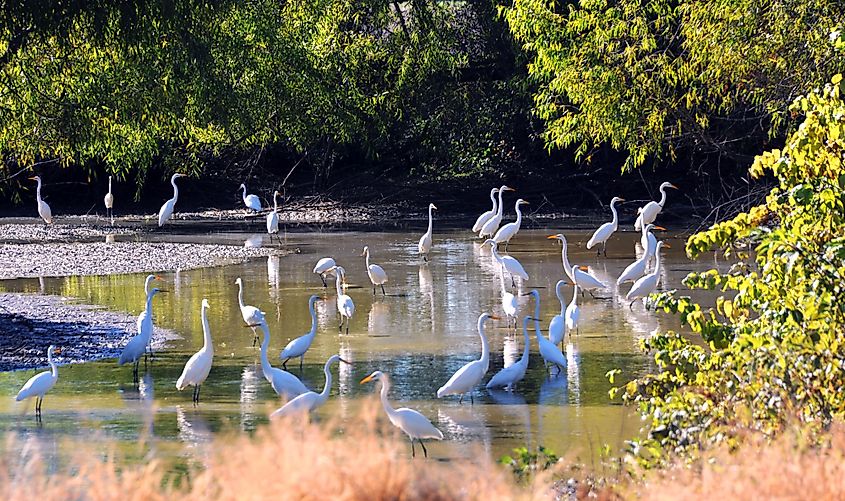A group of white herons in the Arkansas Delta.