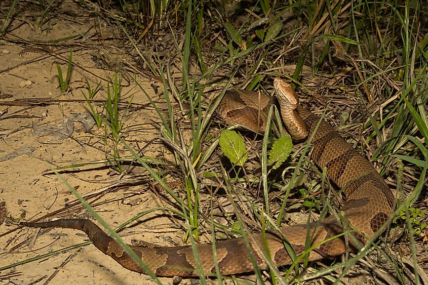 A copperhead in a swamp in the Everglades