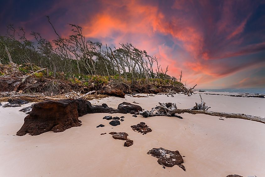 Dramatic sunset lighting a driftwood-strewn shoreline at Boneyard Beach, Big Talbot Island State Park, Jacksonville, Florida.