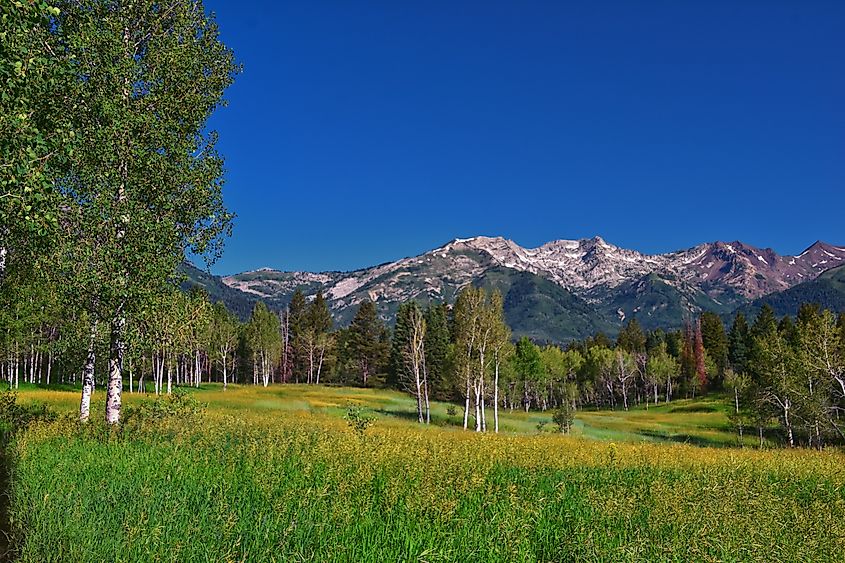 Uinta-Wasatch-Cache National Forest in Utah.