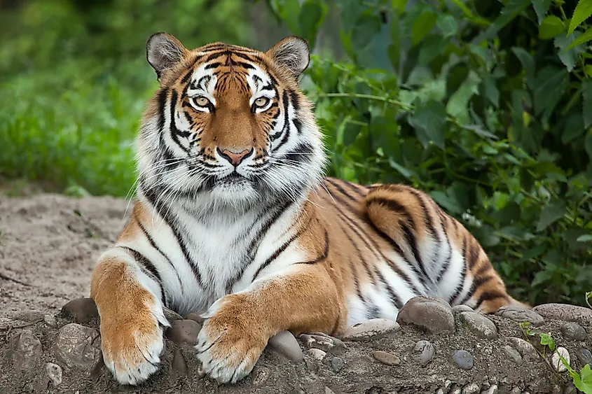 The Siberian tiger is one of the largest big cats in the world.
