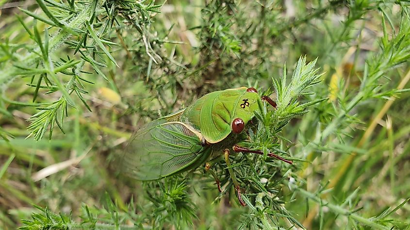 a greengrocer cicada