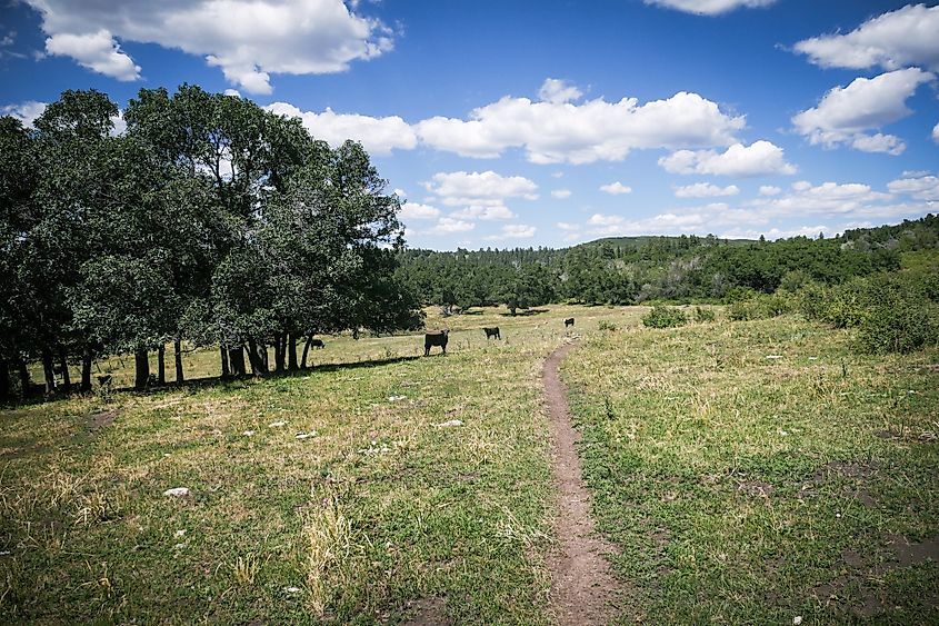 Meadows in Mancos, Colorado.