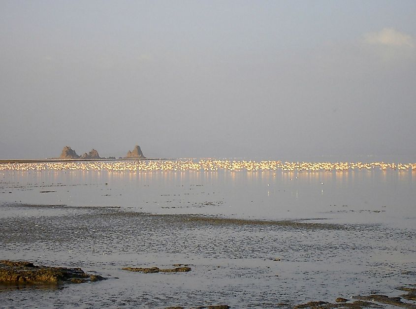 Flamingos in Lake Abbe.