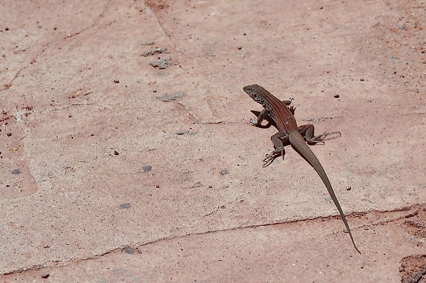 Great Basin Whiptail lizard sitting in sun in Monument Valley, Utah