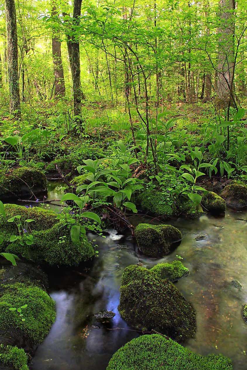 Ferncliff Wildflower and Wildlife Preserve, Lancaster County. 
