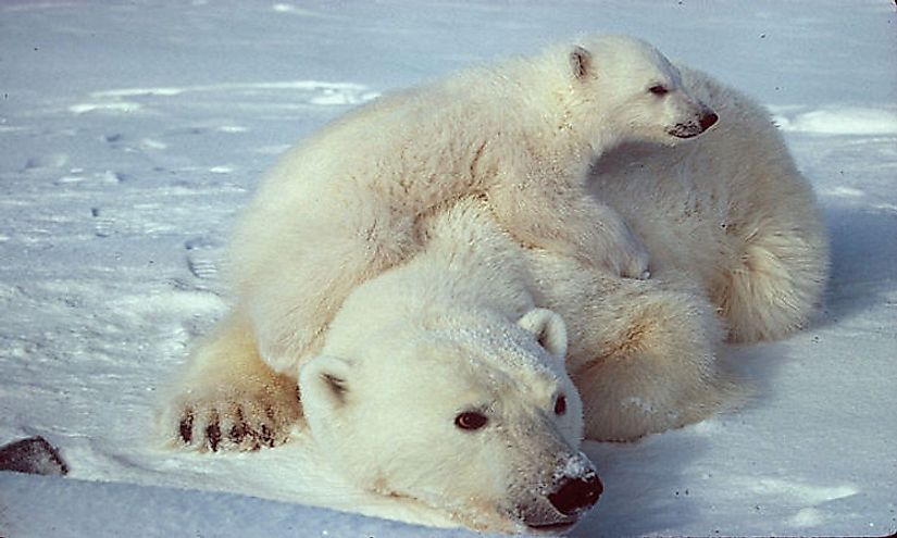 What Animals Live At The North Pole? - WorldAtlas