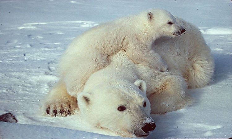 arctic ocean animals and plants