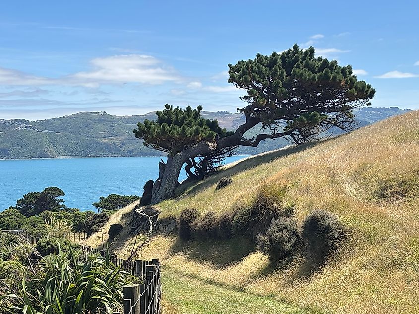 Macrocarpa trees on idyllic Somes Island in Wellington Harbour New Zealand.
