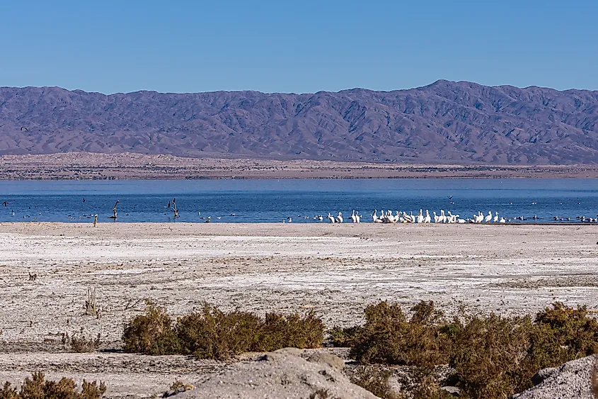 Salton Sea beach in California