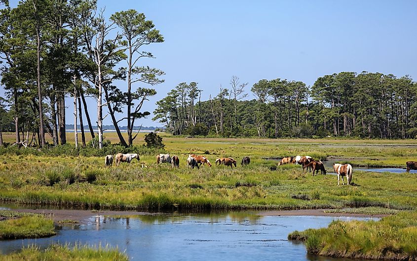 Wild horses in a wetland at the Chincoteague National Wildlife Refuge, Virginia