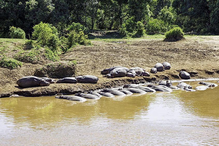 Hippos in Masai Mara