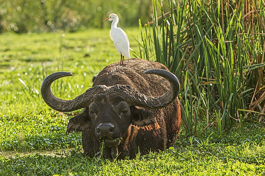 African buffalo