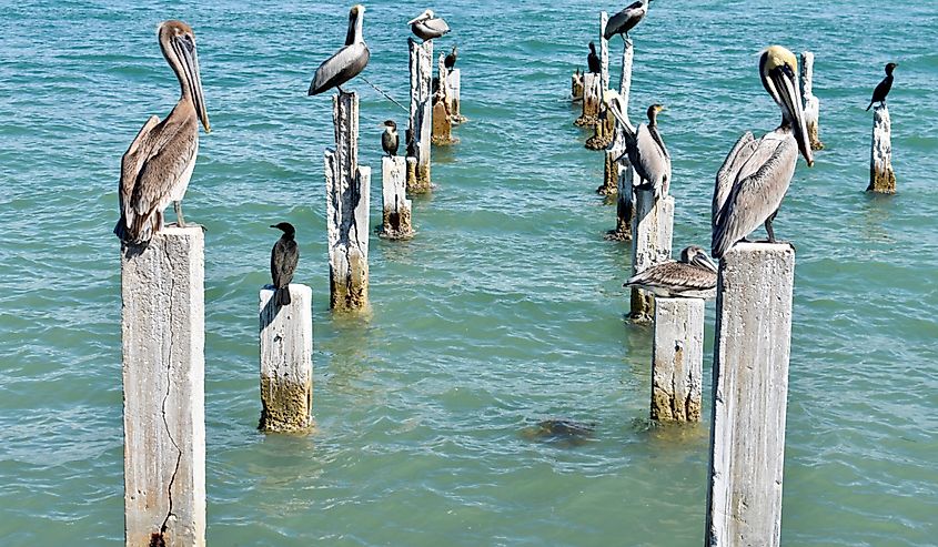 Pelicans on Pass a Grille Beach in St. Petersburg, FL.