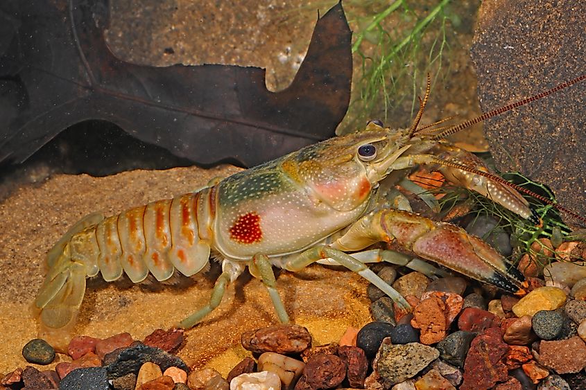 Rusty crayfish, Faxonius rusticus