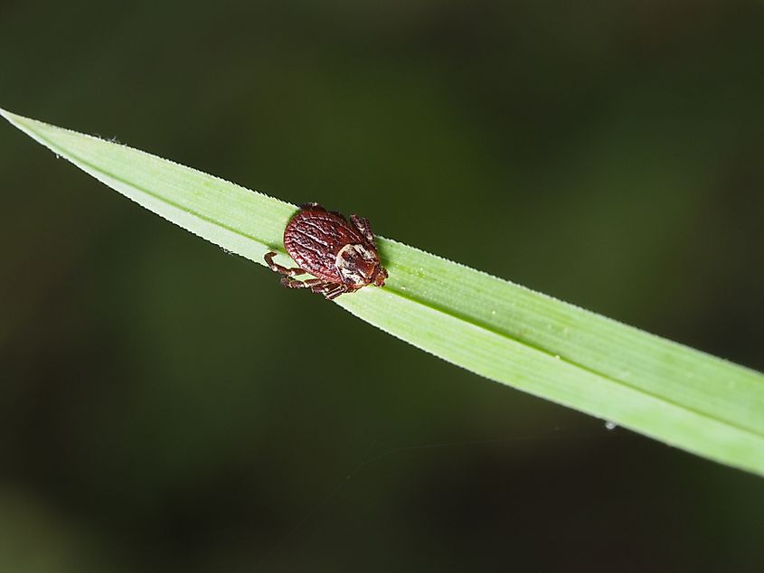 Macro view of an American dog tick, Dermacentor variabilis, on a green grass blade