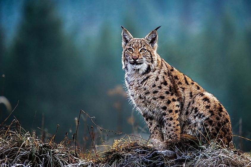 A gorgeous Eurasian lynx.