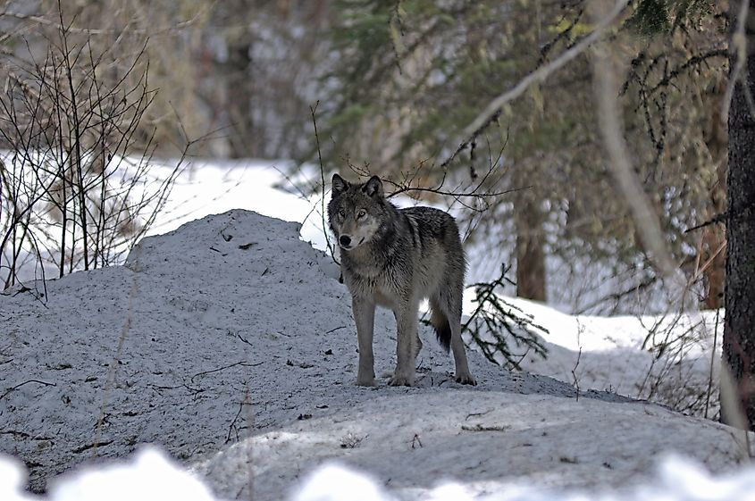 Wolf on the Going-to-the-Sun Road in Glacier National Park, Wyoming.