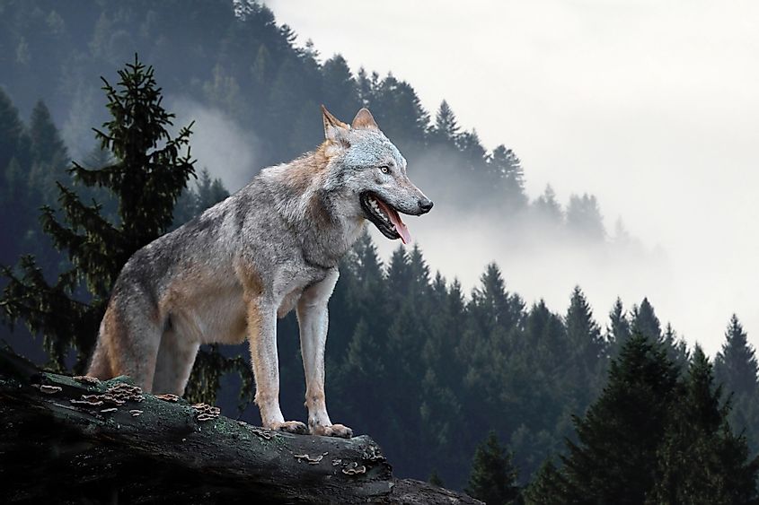 Gray wolf in the Rocky Mountains.