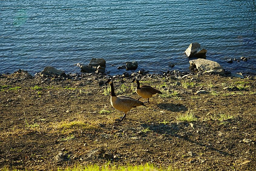 Lake Berryessa wildlife