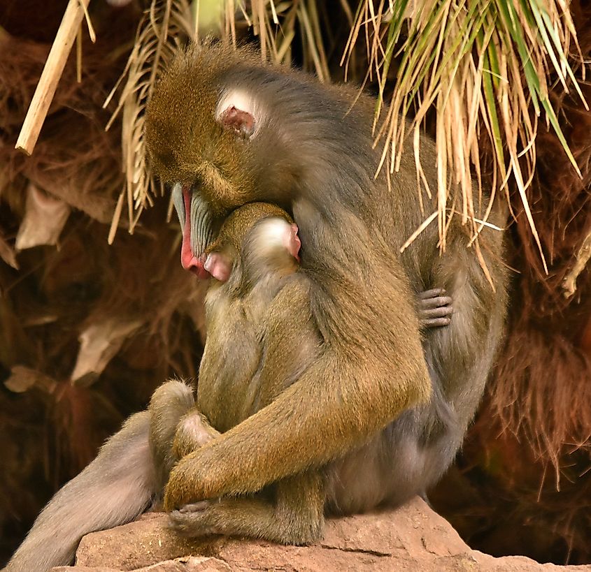 Mandrill mother and baby