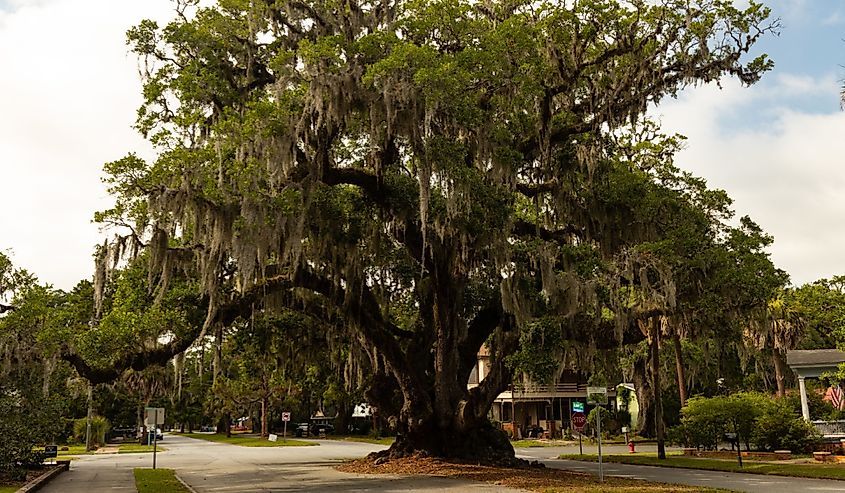 The old Lovers Oak tree in Brunswick, Georgia.