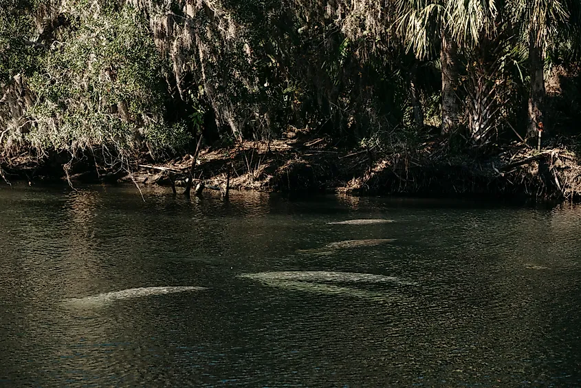 Manatees near the surface of water.