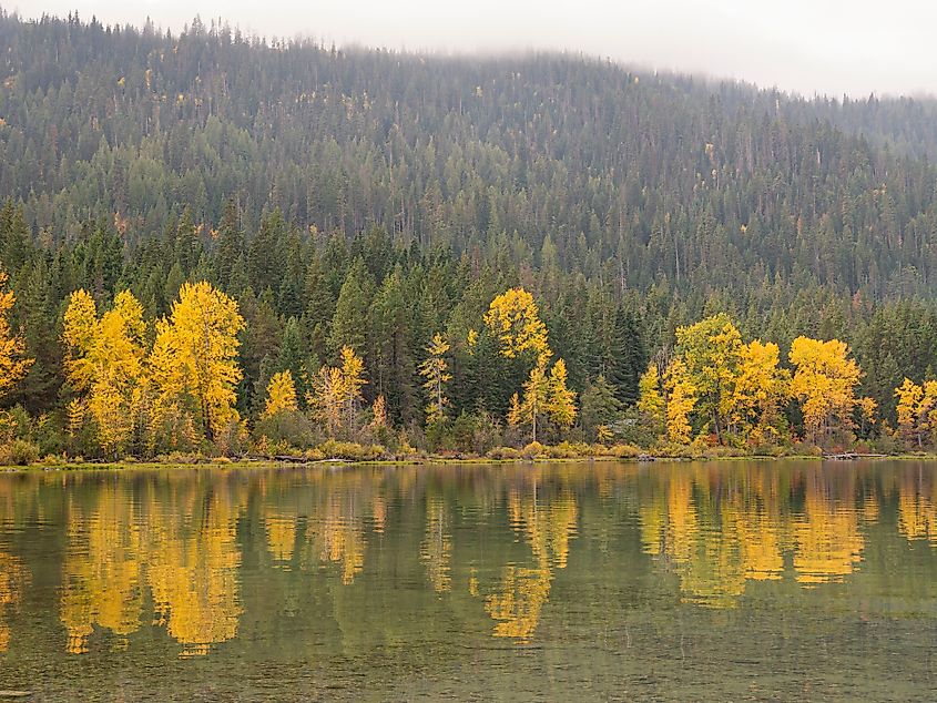 Fall colors in the Lake Wenatchee State Park, Washington.